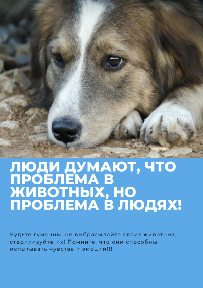 О гуманном обращении в отношении животных без владельцев.. О гуманном обращении в отношении животных без владельцев..