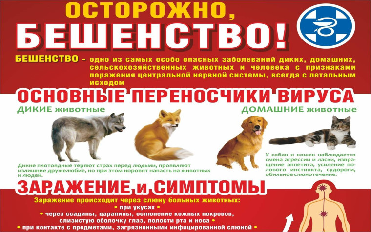 ВАКЦИНАЦИЯ -ОСНОВНОЙ СПОСОБ ПРЕДУПРЕЖДЕНИЯ БЕШЕНСТВА. ВАКЦИНАЦИЯ -ОСНОВНОЙ СПОСОБ ПРЕДУПРЕЖДЕНИЯ БЕШЕНСТВА.